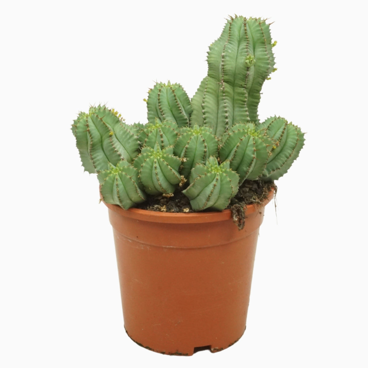 Euphorbia Fruticosa Inermis Medium -  Plant Circle.