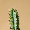 Euphorbia abyssinica var. erythraeae ‘Variegata’ L – Large, Approx. 90.0cm height – 21.0cm Pot Default Title 1