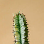 Euphorbia abyssinica var. erythraeae ‘Variegata’ L – Large, Approx. 90.0cm height – 21.0cm Pot Default Title 1