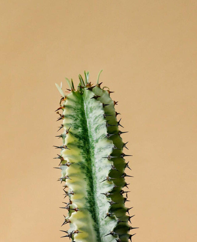Euphorbia abyssinica var. erythraeae ‘Variegata’ L – Large, Approx. 90.0cm height – 21.0cm Pot Default Title 1