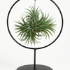 Hanging plant in a black metal stand on a white background