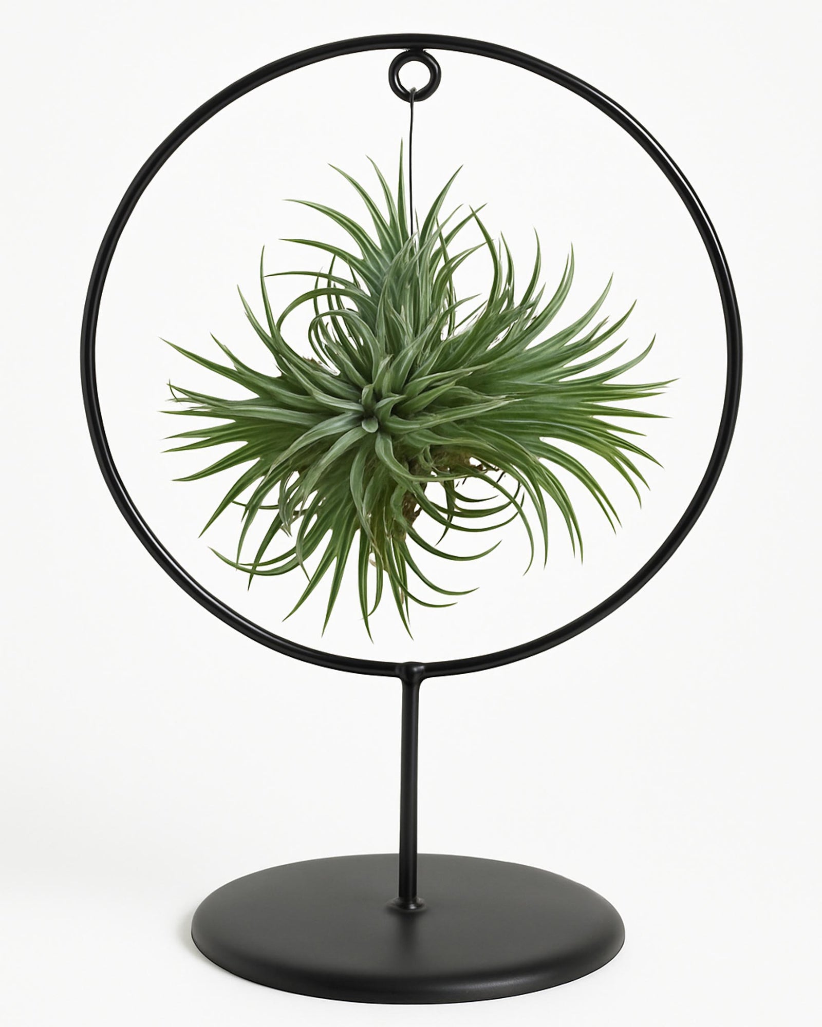 Hanging plant in a black metal stand on a white background