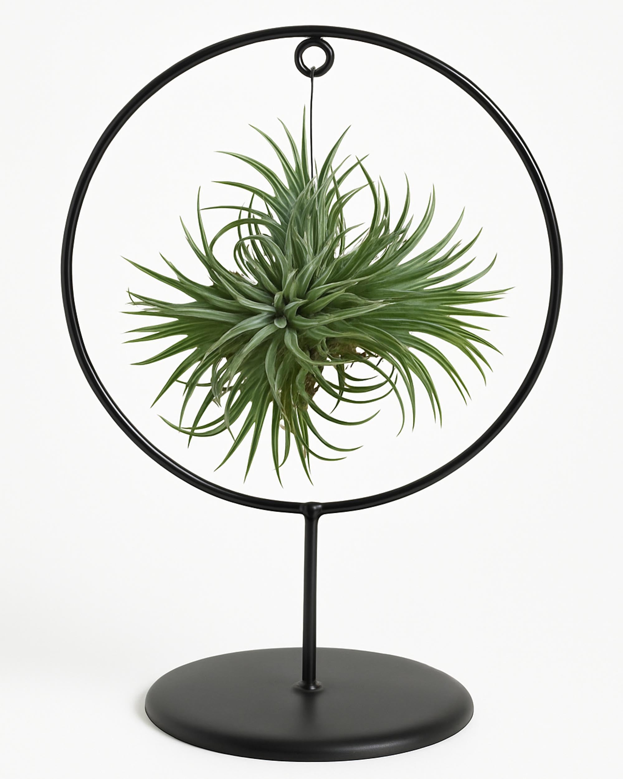 Hanging plant in a black metal stand on a white background