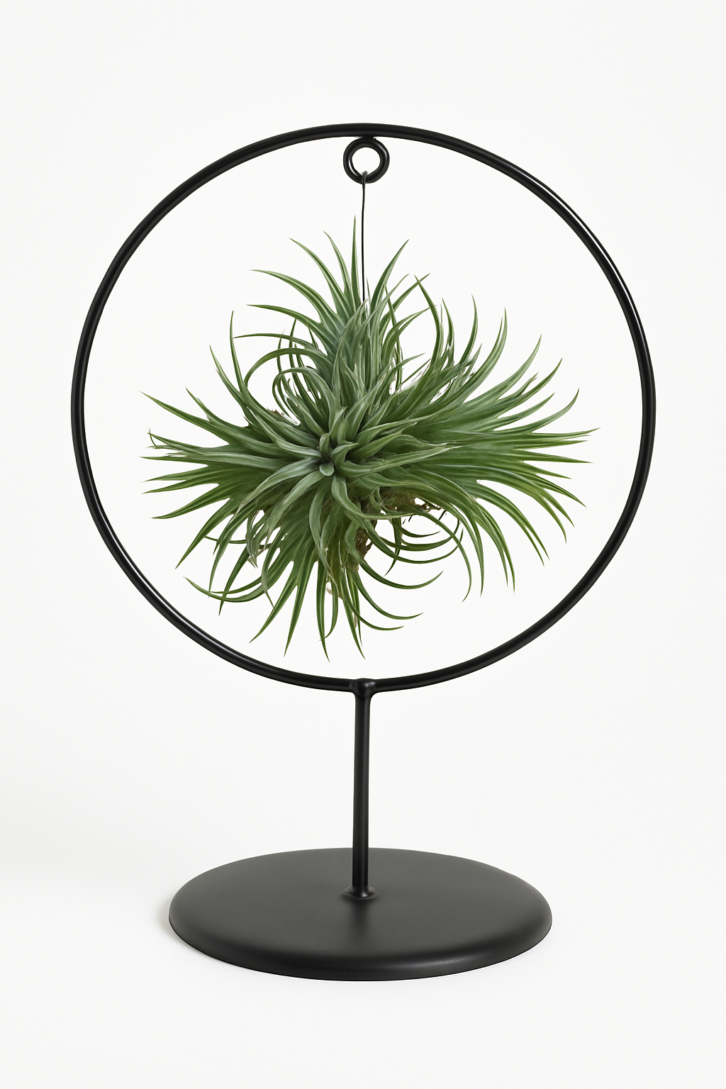 Tillandsia Ionantha (air plant) in Black Metal Stand – A Modern Air Plant Display