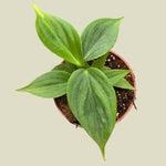Philodendron 'Majestic' (sodiroi x verrucosum) 