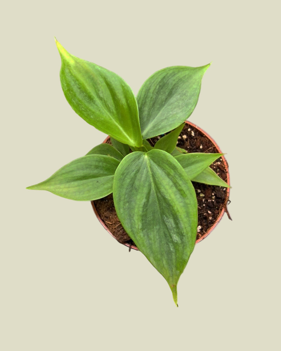 Philodendron 'Majestic' (sodiroi x verrucosum) 