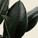 Ficus elastica 'Abidjan' XL