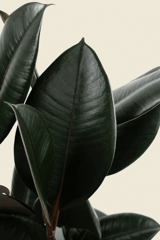 Ficus elastica 'Abidjan' XL – XL, Approx. 110.0cm height – 27.0cm Pot Default Title 1