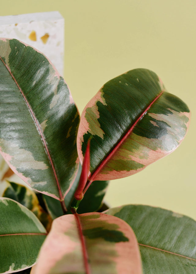 Ficus elastica 'Belize'