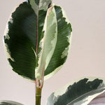 Ficus Elastica 'Tineke' L – Large, Approx. 50.0cm height – 17.0cm Pot Default Title 1