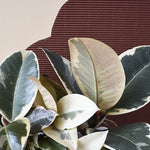 ficus_2