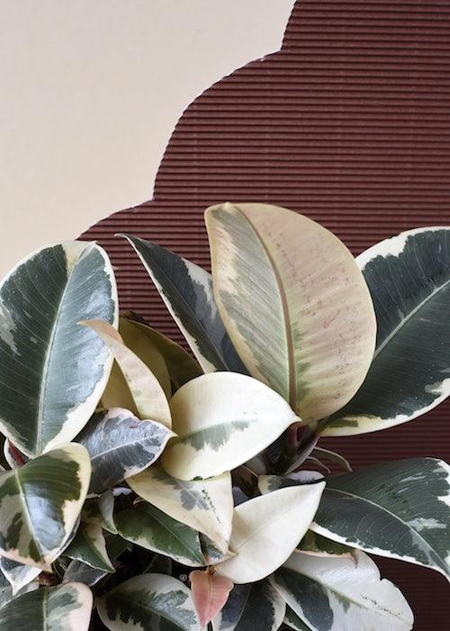 Ficus Elastica 'Tineke' 