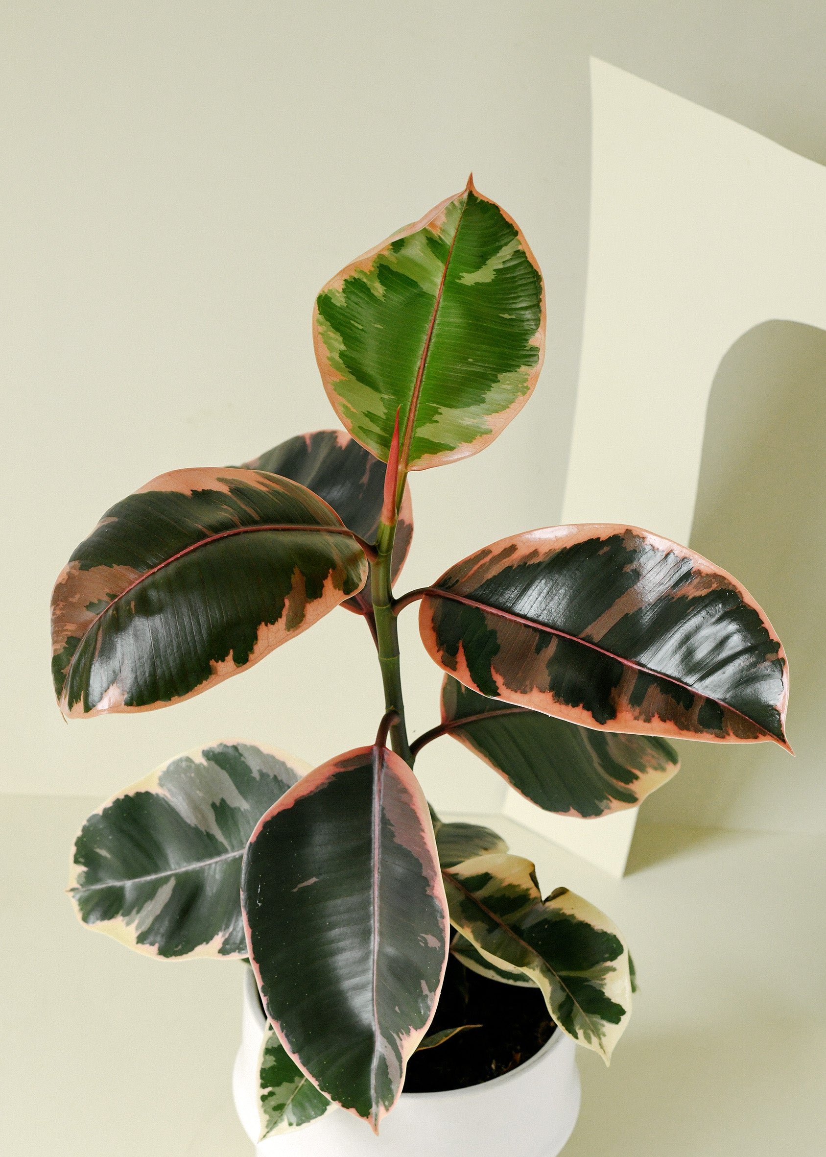 Ficus elastica 'Belize'