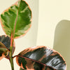 Ficus Elastica Belize baby – Baby, Approx. 15.0cm height – 6.0cm Pot Default Title 1
