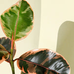 Ficus Elastica Belize baby – Baby, Approx. 15.0cm height – 6.0cm Pot Default Title 1