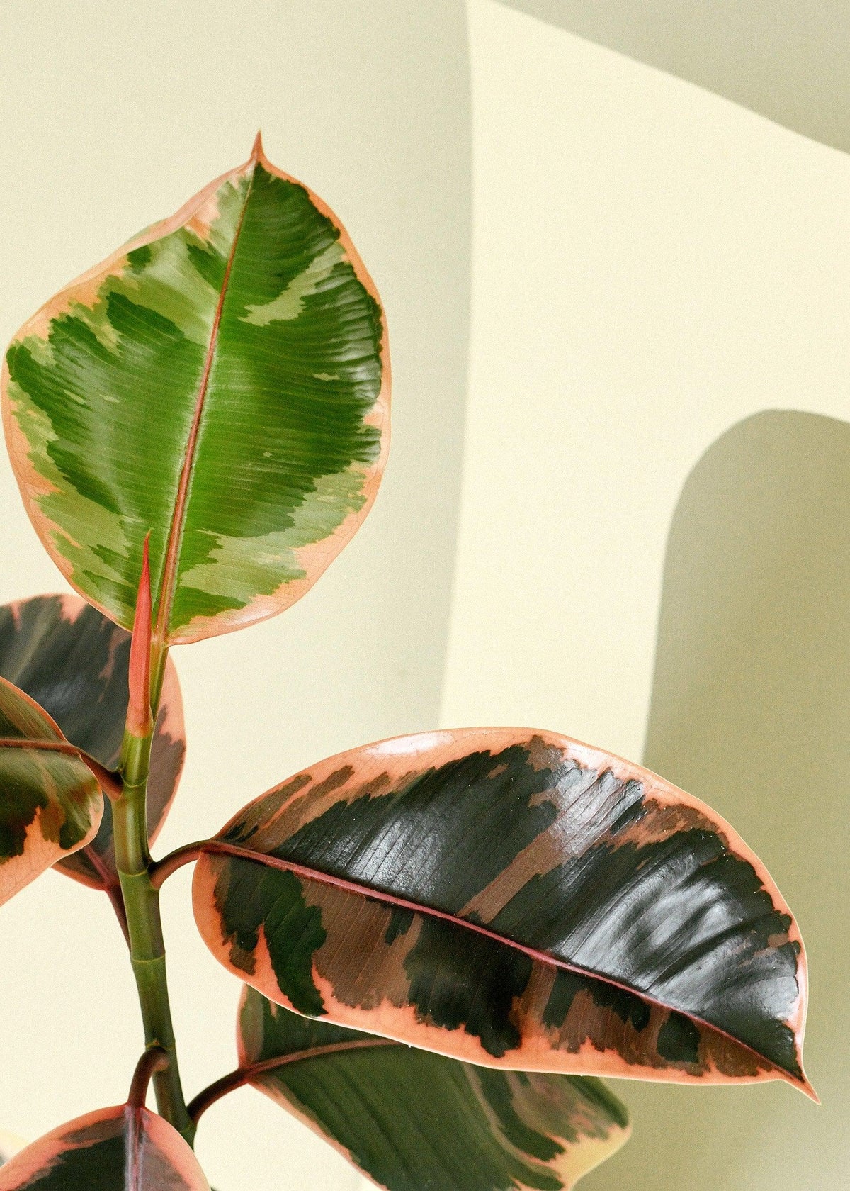 Healthy Ficus Elastica Belize baby by Plant Circle. A perfect ficus elastica belize baby by plant circle for your indoor houseplant collection.