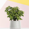 Ficus benjamina ‘Kinky’ in a textured white ceramic pot, styled against a pastel geometric background.
