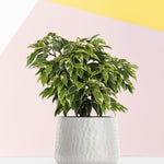 Ficus benjamina ‘Kinky’ in a textured white ceramic pot, styled against a pastel geometric background.

