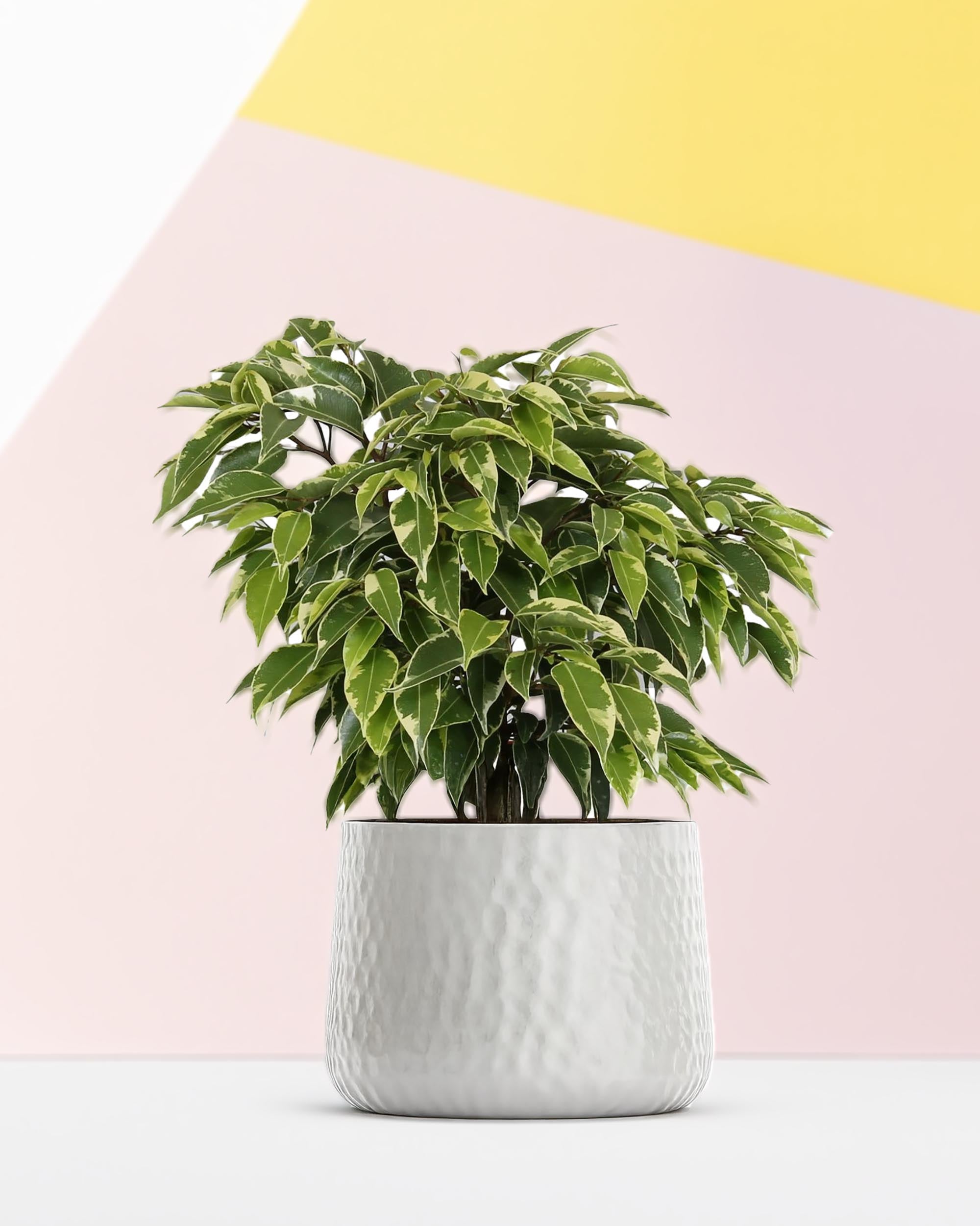 Ficus benjamina ‘Kinky’ in a textured white ceramic pot, styled against a pastel geometric background.
