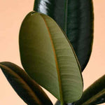 Healthy Ficus elastica M. A perfect ficus elastica m for your indoor houseplant collection.