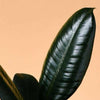 Ficus elastica 'Abidjan' Baby – Baby, Approx. 15.0cm height – 6.0cm Pot Default Title 1