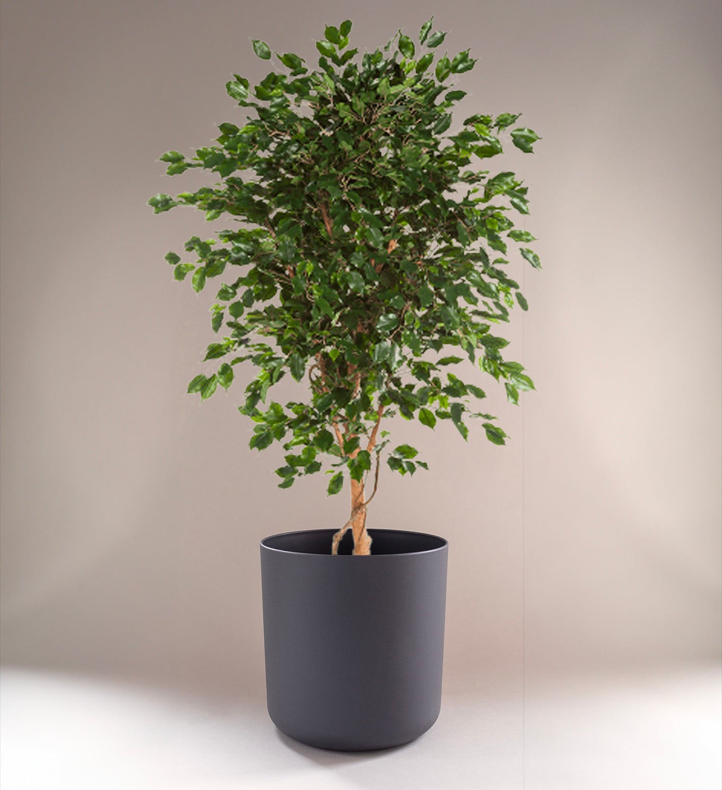 Ficus Exotica XL