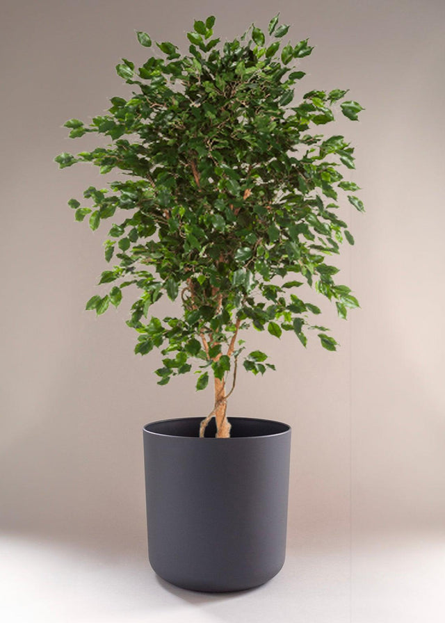 Ficus Exotica XL -  Plant Circle.