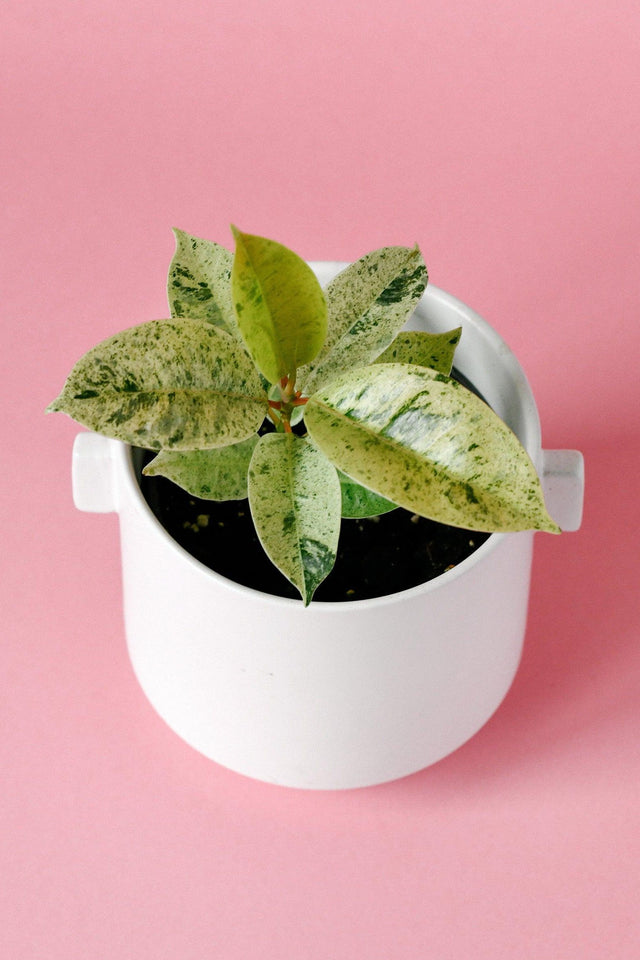 Healthy Ficus Moonshine Shivereana Baby. A perfect ficus moonshine shivereana baby for your indoor houseplant collection.