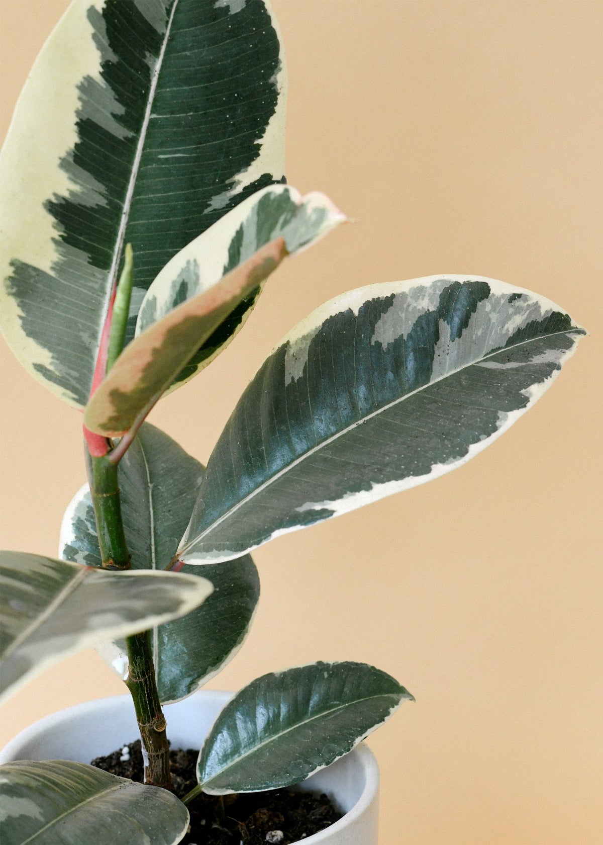 ficus elastica tineke 60cm house plants delivered Ficus Elastica 'Tineke' XL with Stunning Variegated Leaves
