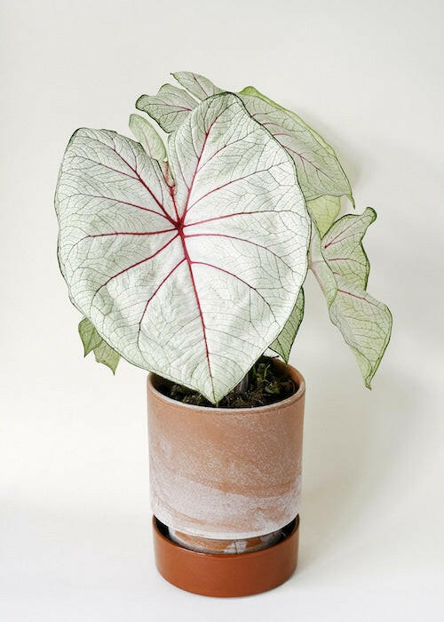 Young Caladium Fiesta plant with multiple variegated leaves in a modern brown and terracotta ceramic pot.