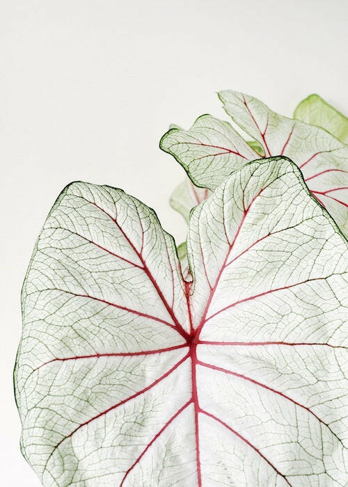 Detailed view of Caladium Fiesta foliage showing the translucent white texture and vibrant pink-to-red central veining.