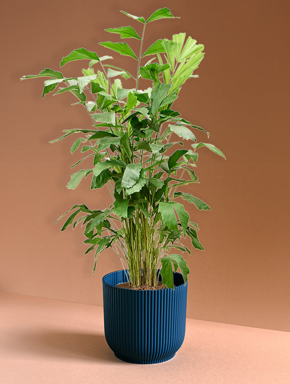 Caryota Mitis 'Fishtail Palm'