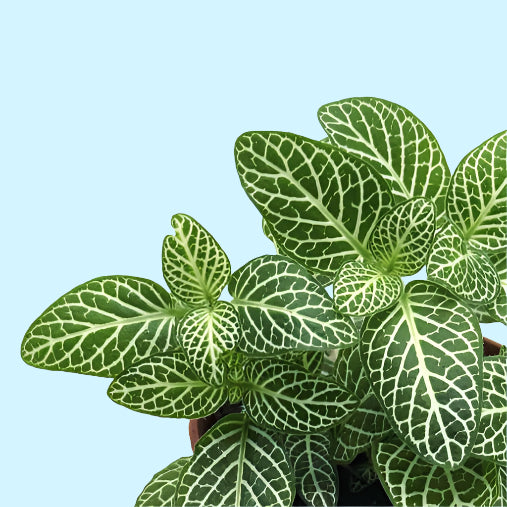 Potted plant with green leaves on a white background