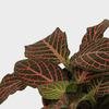 Fittonia Joly Josan Red