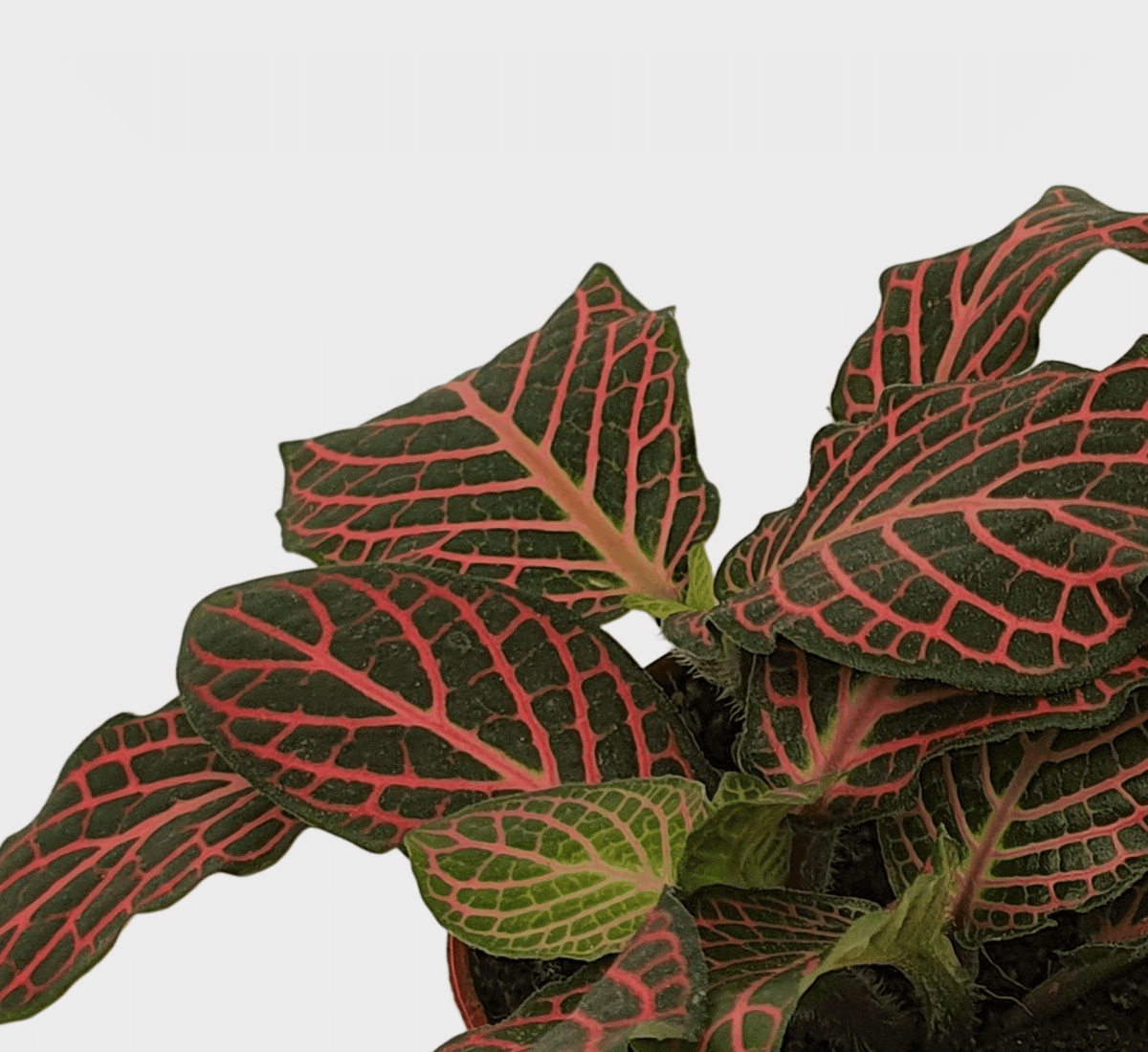 Healthy Fittonia Joly Josan Red baby. A perfect fittonia joly josan red baby for your indoor houseplant collection.