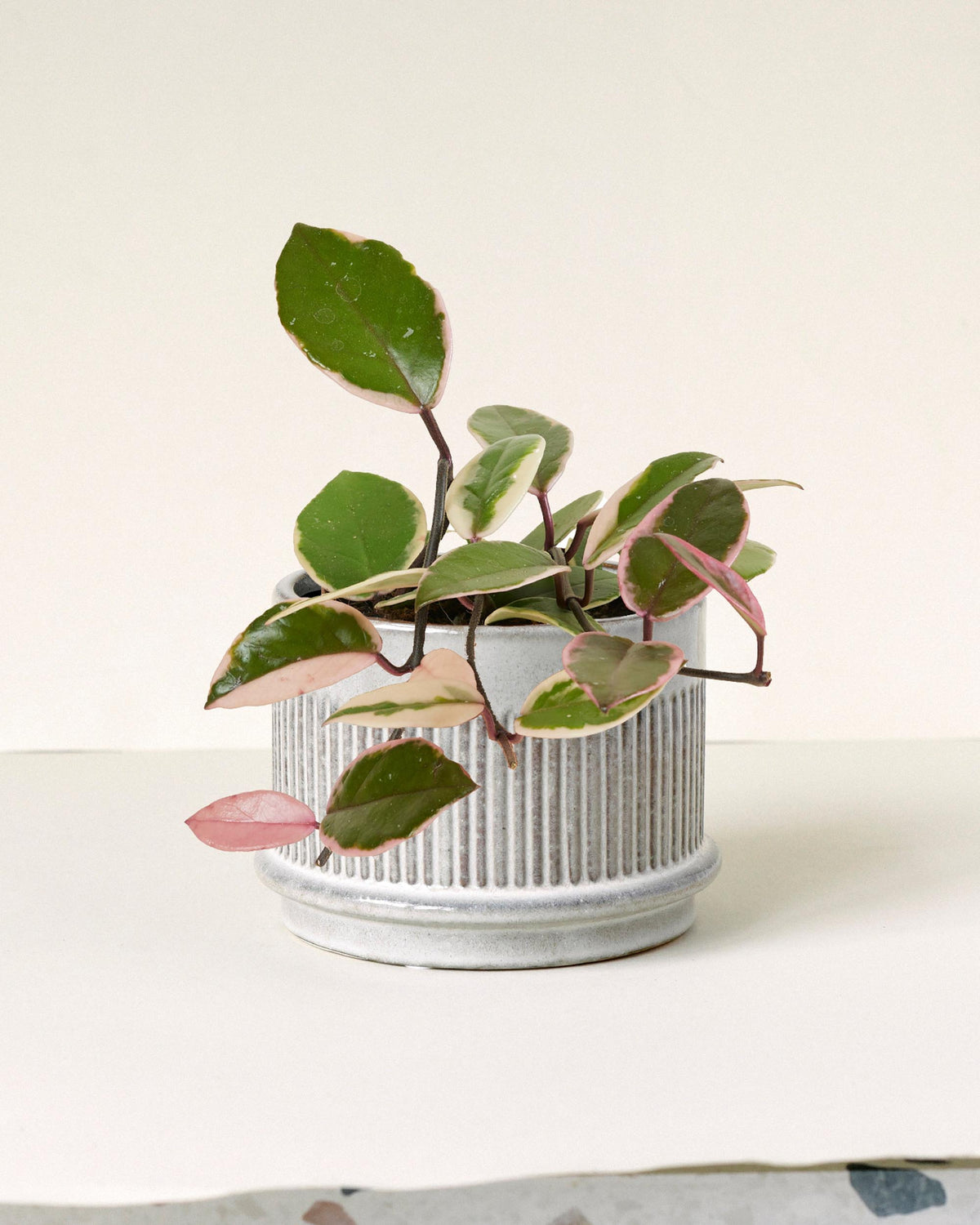 Hoya carnosa 'Flamingo Dream' -  Plant Circle.