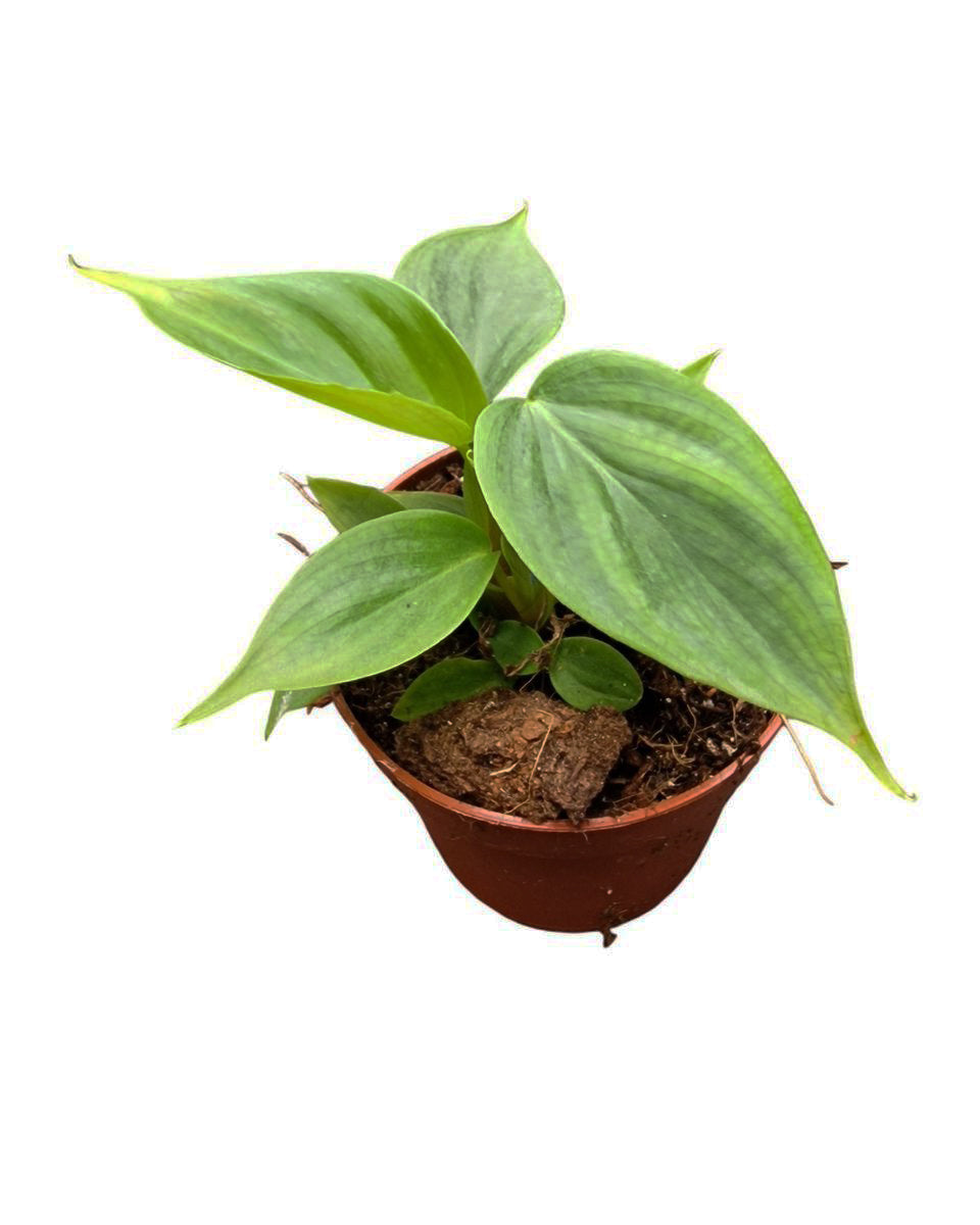 Philodendron 'Majestic' (sodiroi x verrucosum) 