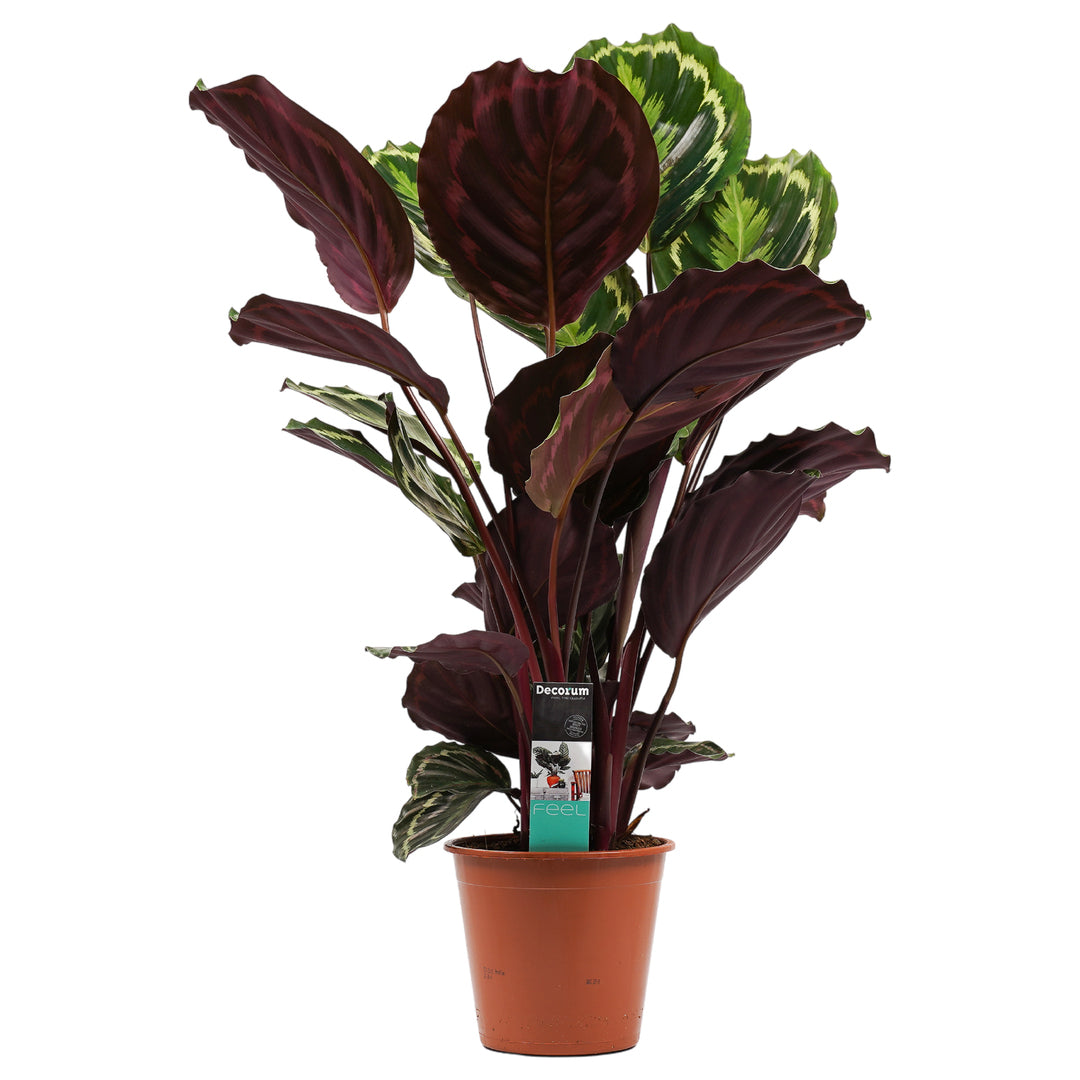 medallion prayer plant Calathea 'Medallion': Pet-Friendly Houseplant Delight