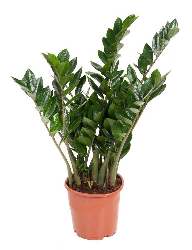xl zz plant ZZ Plant: Perfect Indoor Plant for Minimal Care