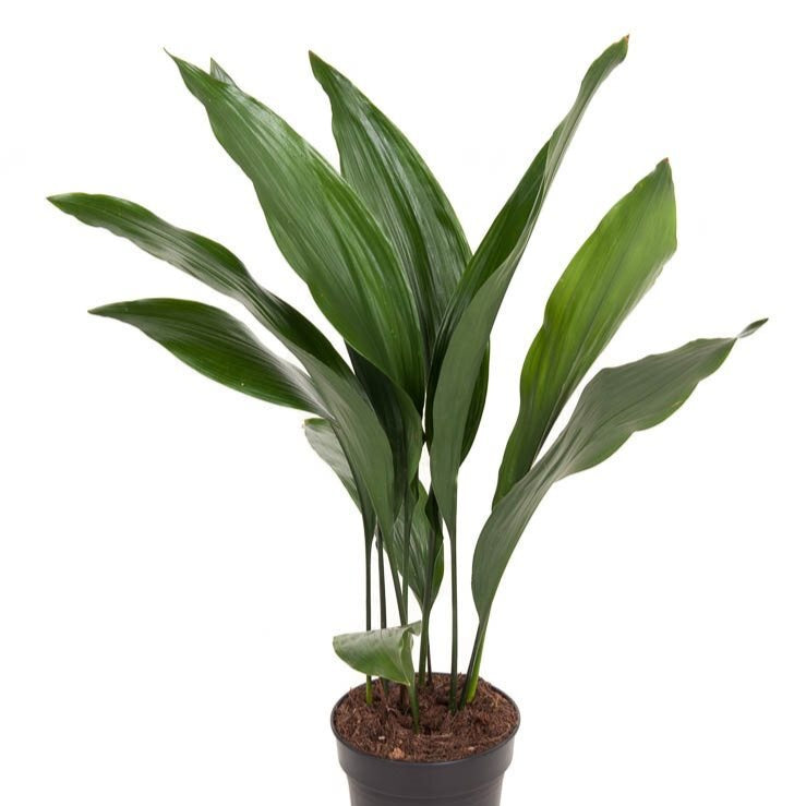 Healthy Aspidistra Elatior in a large size in a 17cm nursery pot on a white backrgound