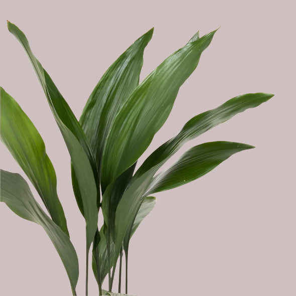 Healthy strong Aspidistra Elatior leaves on a light pink background