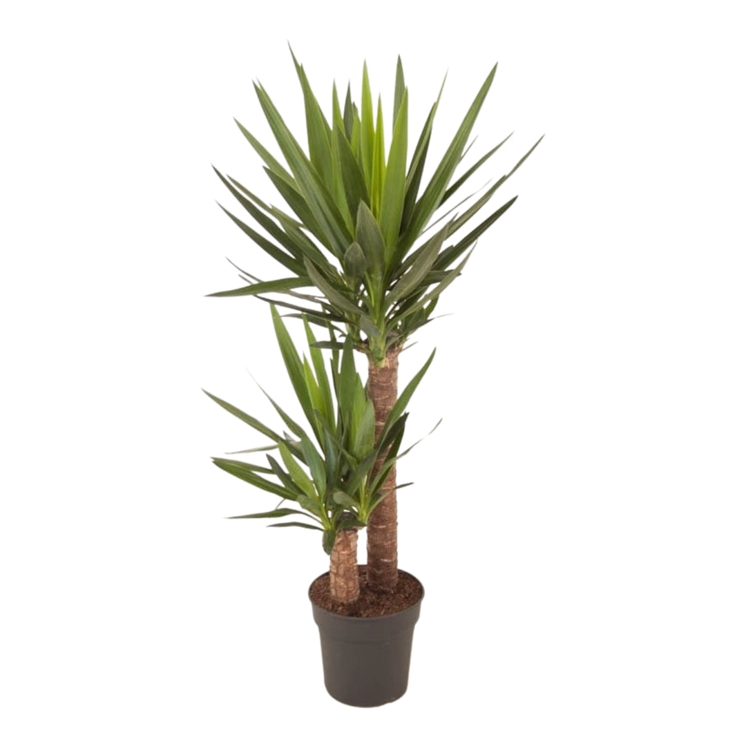 Potted 21cm xl yucca plant on a white background