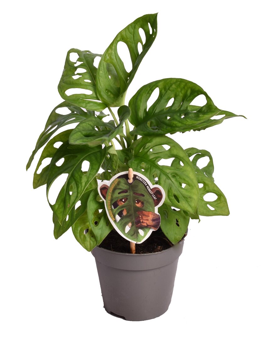Monstera Adansonii M by Plant Circle – Medium, Approx. 30.0cm height by Plant Circle – 12.0cm Pot