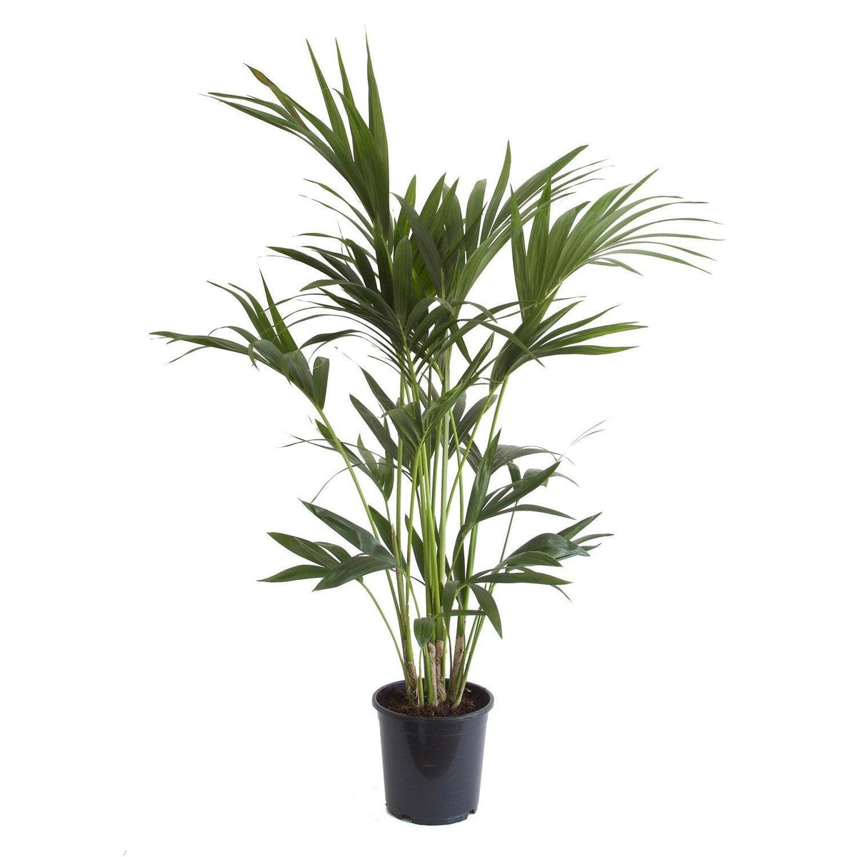 Howea forsteriana 'Kentia Palm' XL by Plant Circle -  Plant Circle.