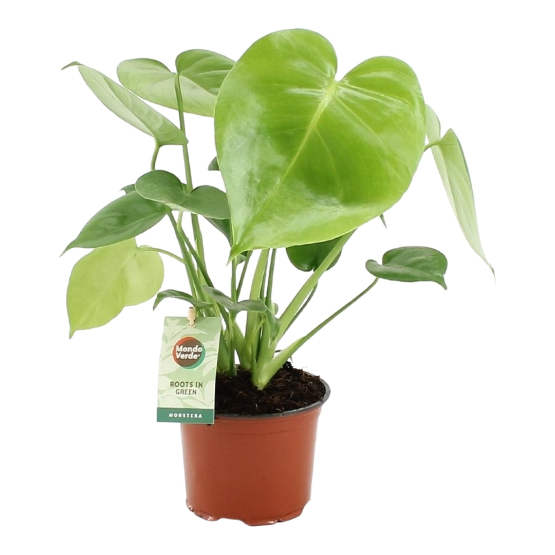 Monstera Deliciosa S by Plant Circle – Medium, Approx. 40.0cm height by Plant Circle – 12.0cm Pot