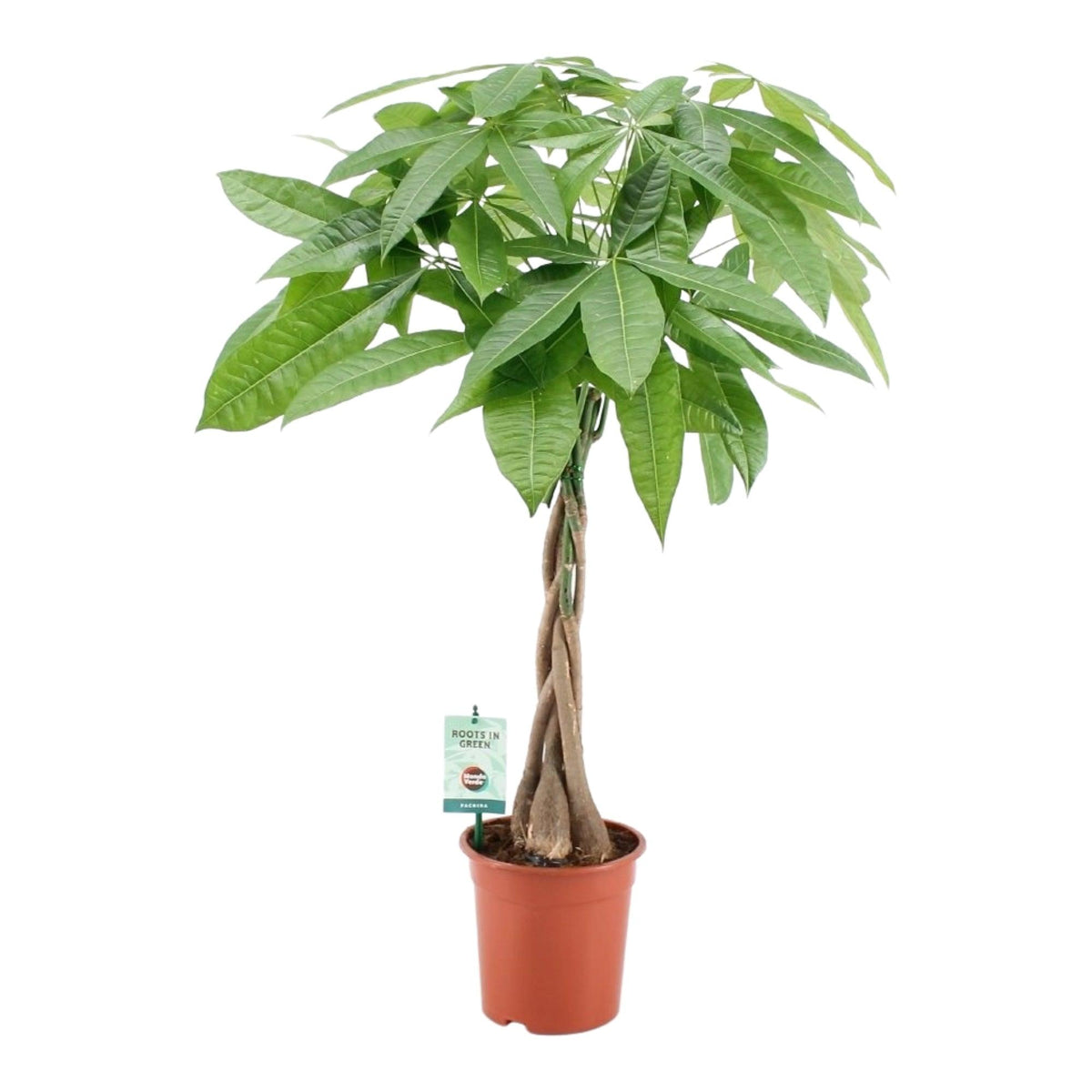 Pachira Aquatica aka Money Tree L – Large, Approx. 80.0cm height – 19.0cm Pot -  Plant Circle.
