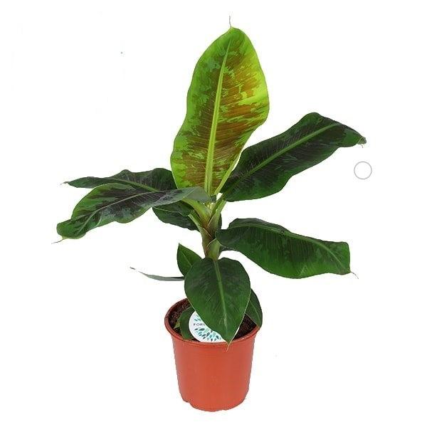 Musa 'Dwarf Cavendish' – Large, Approx. 95.0cm height – 21.0cm Pot 2