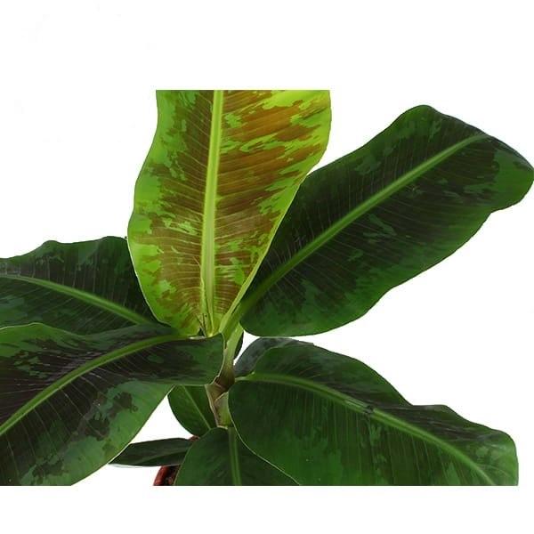 Musa 'Dwarf Cavendish' – Large, Approx. 95.0cm height – 21.0cm Pot 3