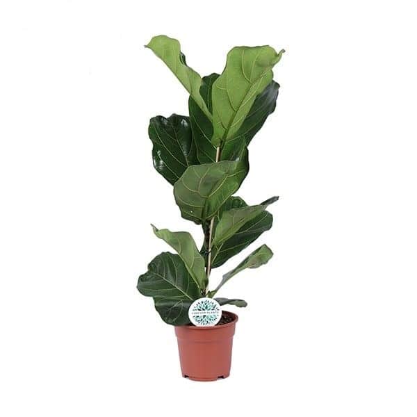 Ficus Lyrata "Fiddle Leaf Fig" L – Large, Approx. 60.0cm height – 21.0cm Pot 2