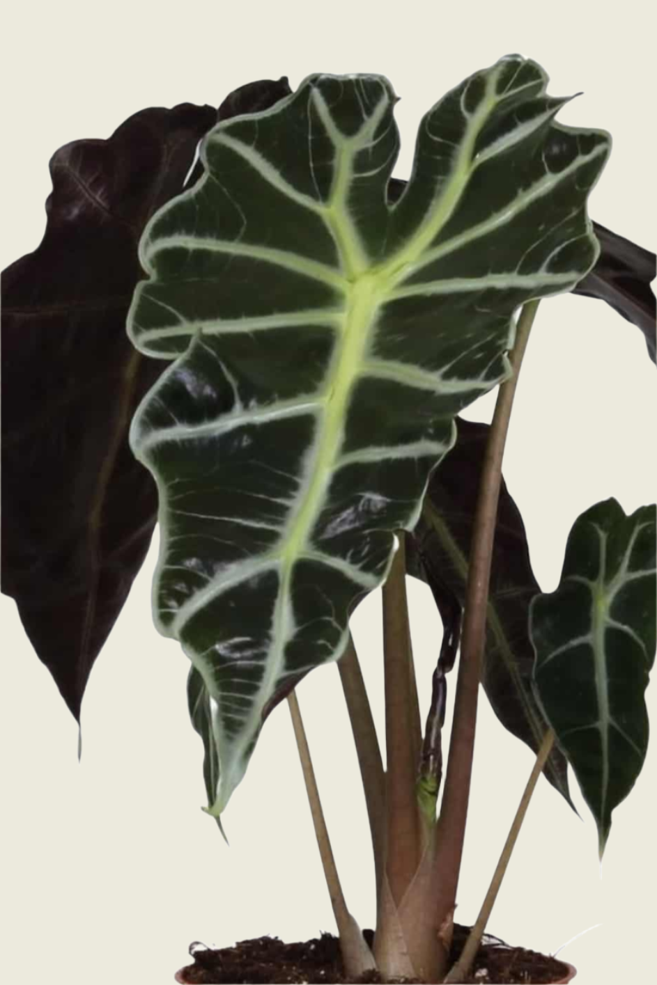 Alocasia 'Polly' M